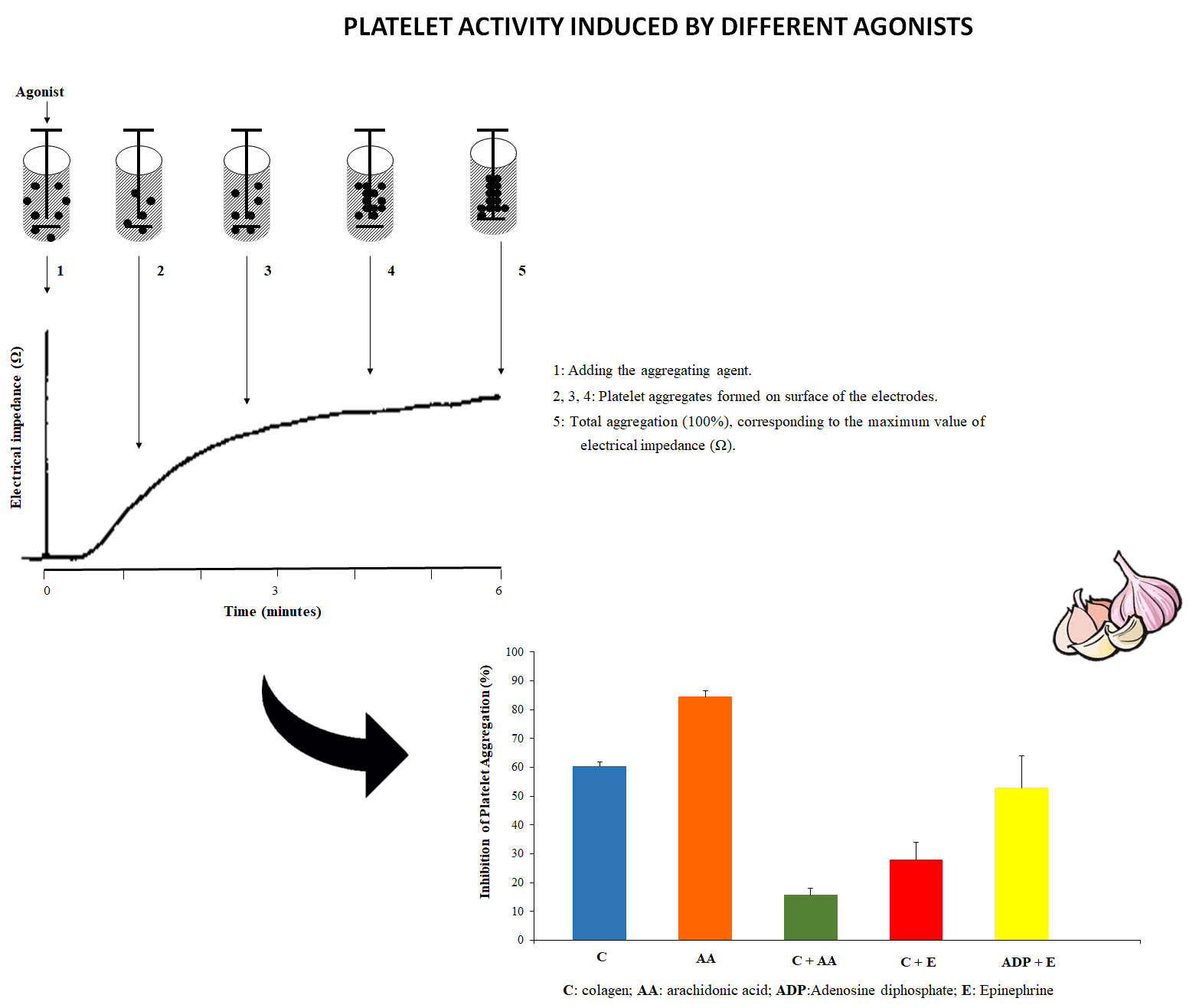 Graphical_abstract-11.png