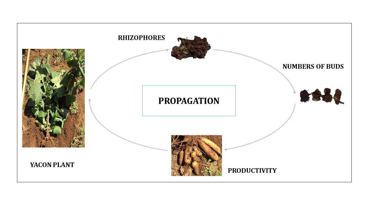 Graphical_abstract_joabpedrosa_yacon.png